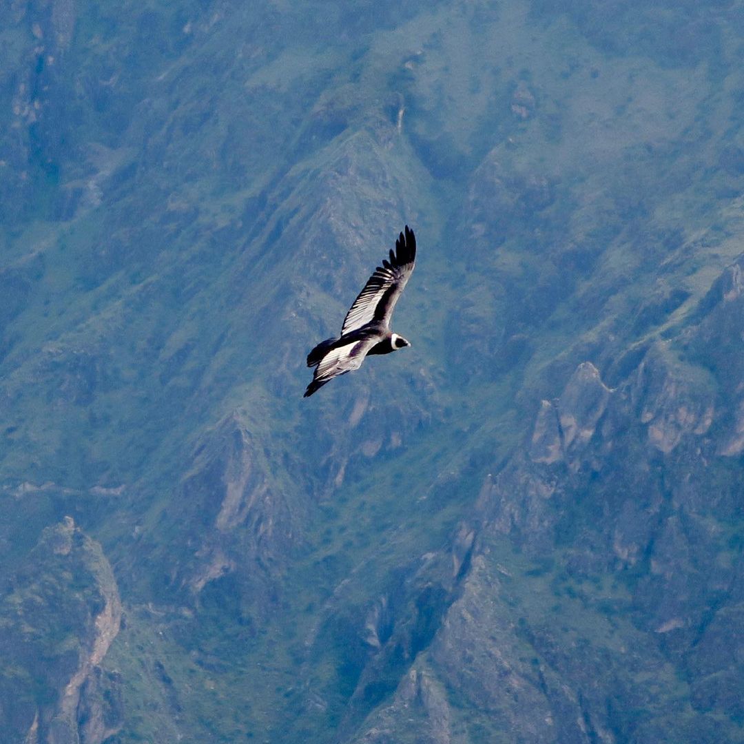 CONECTA VENTURES CONDOR CAÑON DEL COLA
