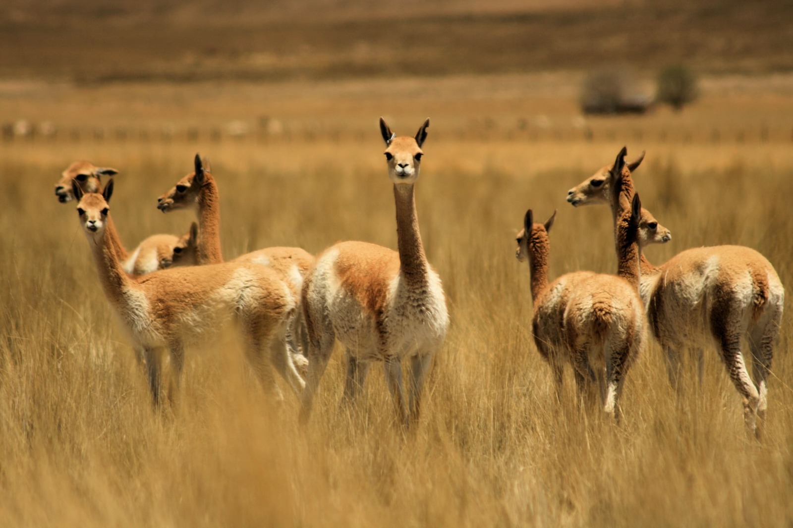 CONECTA Ventures Vicuñas pampa cañahuas