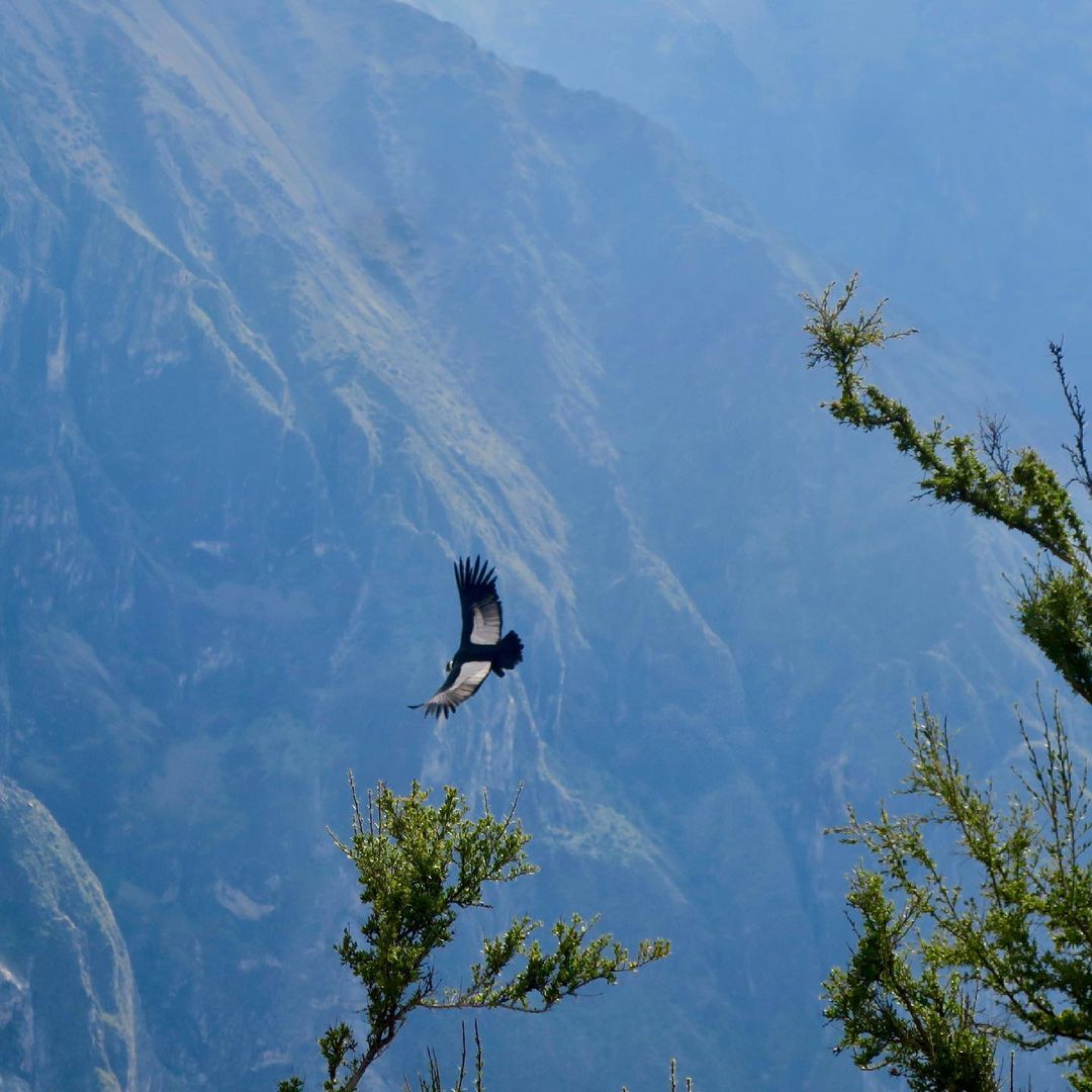 Condor Cañon del colca
